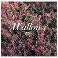 thumbnail image 1 of Wallows - Spring - Music & Performance - CD, 1 of 2