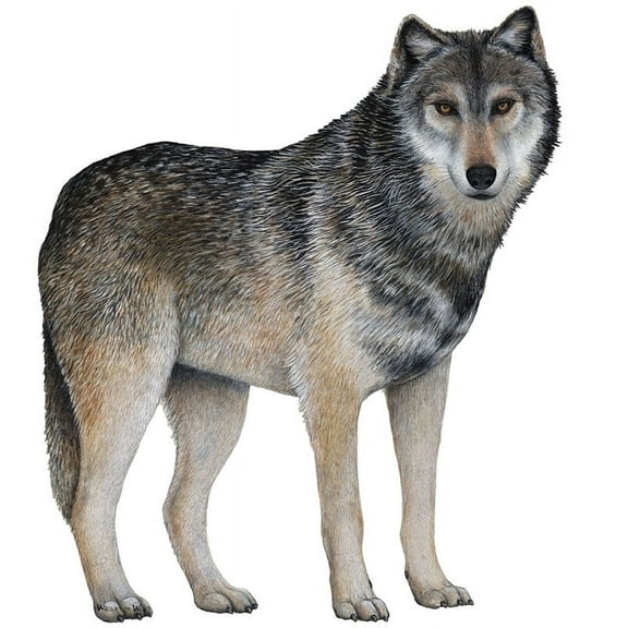 Walls of the Wild Gray Wolf Wall Decal Sticker