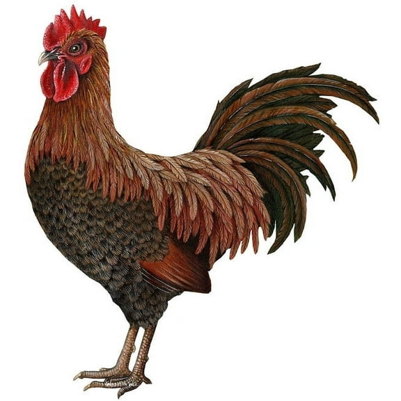 Walls of the Wild Rooster Wall Decal Sticker