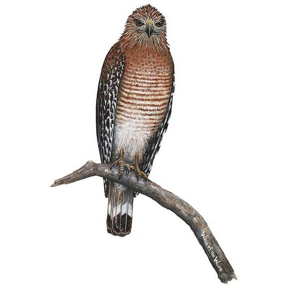 Walls of the Wild Tiger Hawk Wall Decal Sticker