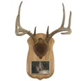 thumbnail image 1 of Walnut Hollow Country Deluxe Deer Antler Display Kit with Photo Frame, Brown, 1 of 2