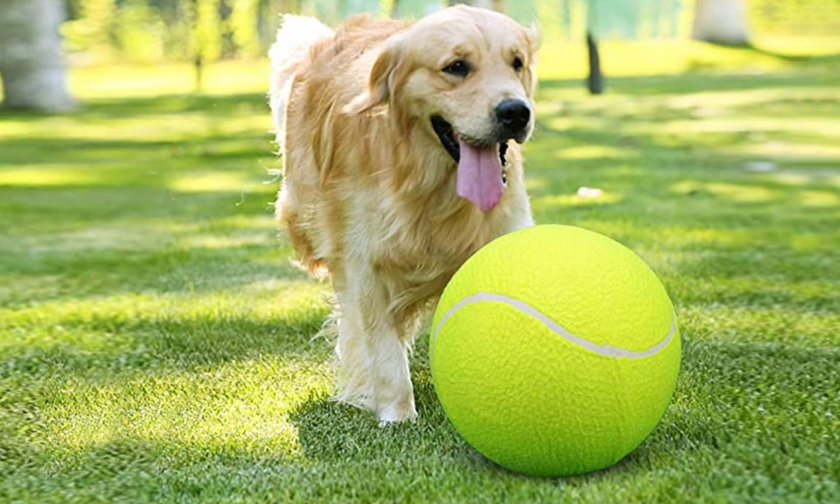 Waloo Pet 9.5 Inch Jumbo Big Giant Tennis Ball for dogs with Hand Pump