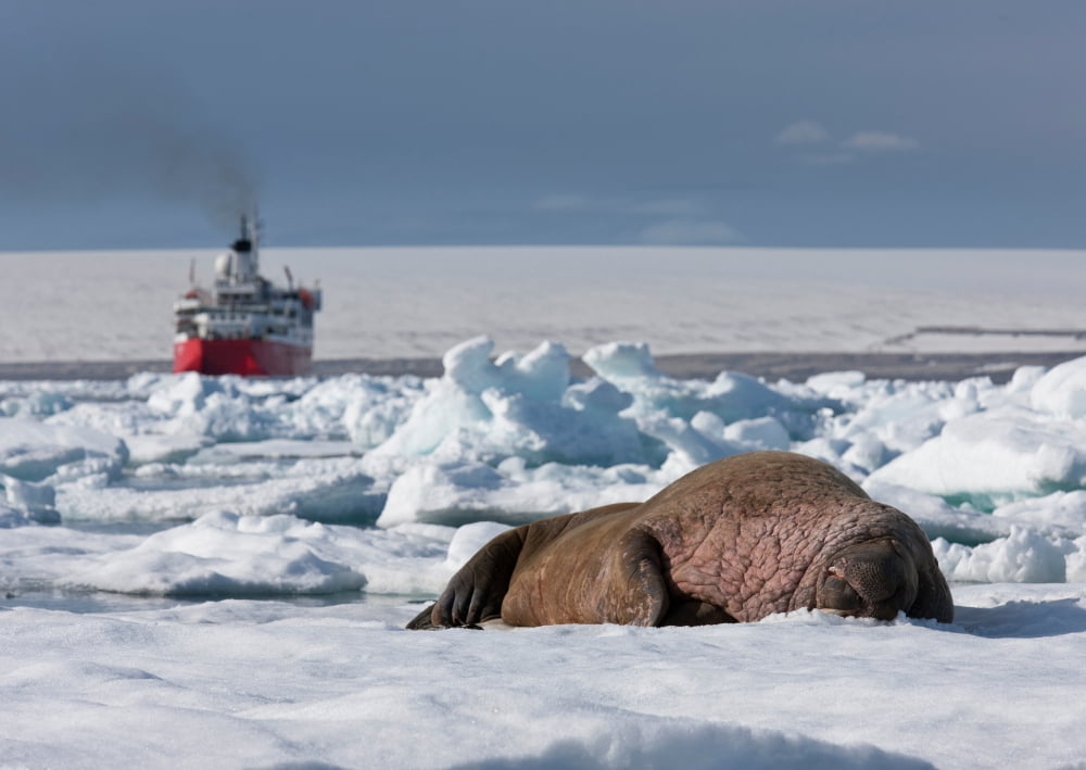 Walrus Bull (Odobenus rosmarus) on the beach at Torellneset on Nordaustlandet Svalbard Norway Canvas Art - Panoramic Images (9 x 27)