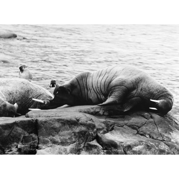 Walrus. /Nphotographed 20Th Century. Poster Print by (18 x 24)