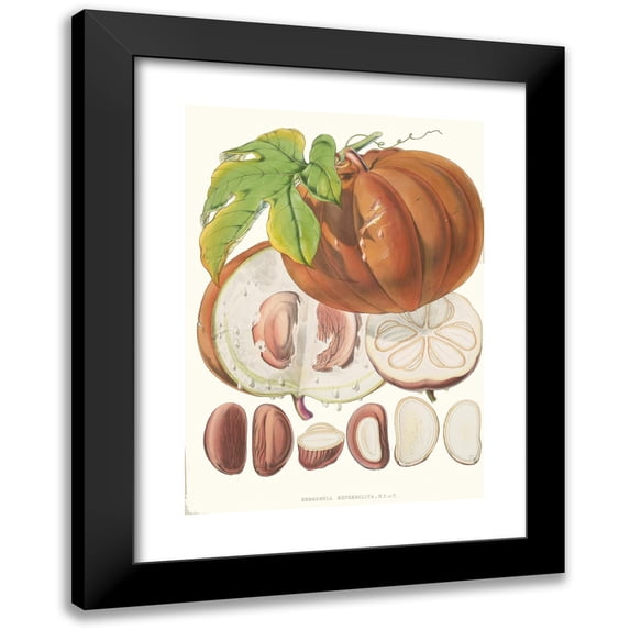 Walter Fitch Hood 11x14 Black Modern Framed Museum Art Print Titled - Hodgsonia Heteroclita, H. F. and T. (Fruit) (1855)