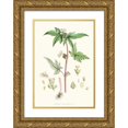 thumbnail image 1 of Walter Fitch Hood 11x14 Gold Ornate Wood Frame and Double Matted Museum Art Print Titled - Begonia Gemmipara, H.F. Et T. (1855), 1 of 4