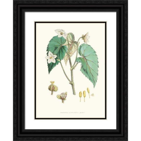 Walter Fitch Hood 14x18 Black Ornate Wood Framed Double Matted Museum Art Print Titled - Begonia Cathcartii, H. F. and T. (1855)