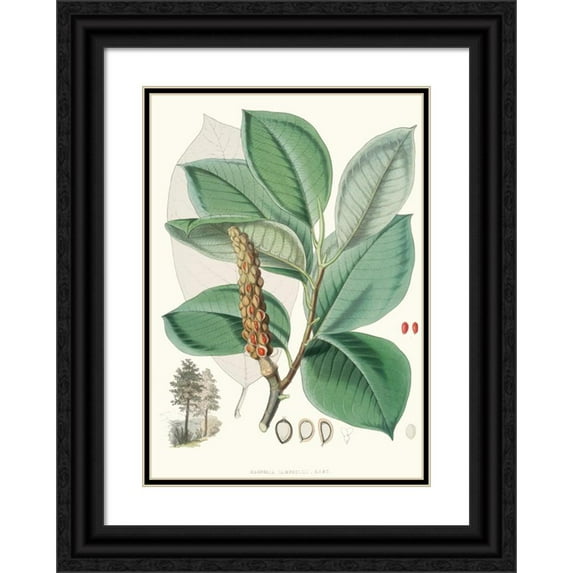 Walter Fitch Hood 14x18 Black Ornate Wood Framed Double Matted Museum Art Print Titled - Magnolia Campbellii, H.F. Et T. (Fruiting Plant in Foliage) (1855)