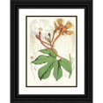 thumbnail image 1 of Walter Fitch Hood 18x24 Black Ornate Framed Double Matted Museum Art Print Titled: Hodgsonia Heteroclita, Hook. Fil. Et Thoms. (Male Plant) (1855), 1 of 5
