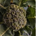 thumbnail image 1 of Waltham 29 Broccoli Seeds - 500 Count Seed Pack - A Delightful Standard Variety Known for its Excellent Flavor - Country Creek LLC, 1 of 1