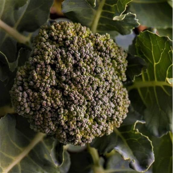 Waltham 29 Broccoli Seeds - 500 Count Seed Pack - A Delightful Standard Variety Known for its Excellent Flavor - Country Creek LLC