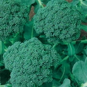 Waltham 29 Broccoli Seeds - Non-GMO Bulk Heirloom Seed for Growing Microgreens, Vegetable Gardening, Garden Salad Garnishes, More (25 Lb)