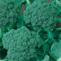 Waltham 29 Broccoli Seeds - Non-GMO Bulk Heirloom Seed for Growing Microgreens, Vegetable Gardening, Garden Salad Garnishes, More (25 Lb)