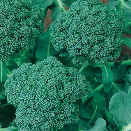 Waltham 29 Broccoli Seeds - Non-GMO Bulk Heirloom Seed for Growing Microgreens, Vegetable Gardening, Garden Salad Garnishes, More (4 Oz)