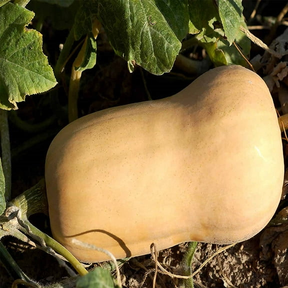 Waltham Butternut Winter Squash Garden Seeds - 4 Oz - Heirloom, Non-GMO - Vegetable Gardening Seed - Butter Nut