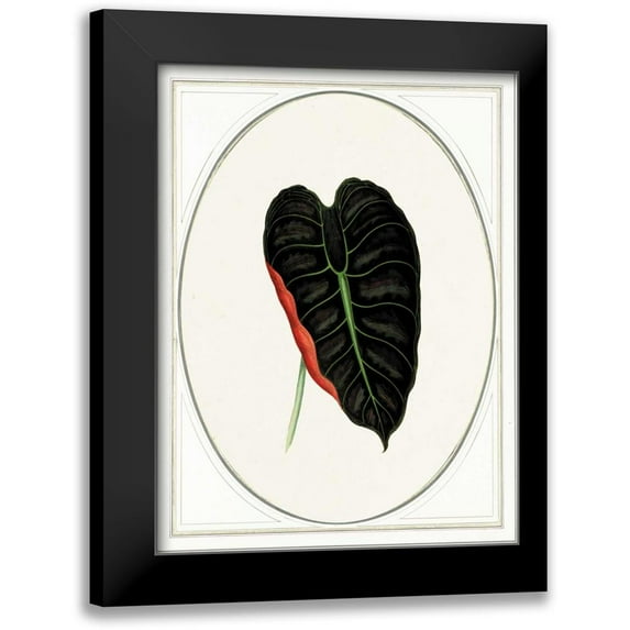 Waltz, Anne 19x24 Black Modern Framed Museum Art Print Titled - Close-up