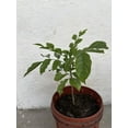 Wampee Tree 15” Clausena lansium Seedling Tropical Fruit Tree No Pot