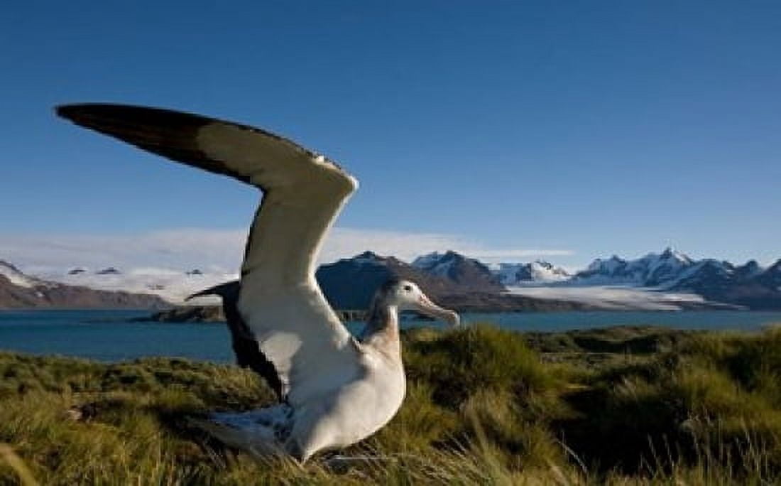 Wandering Albatross bird Canvas Art - Paul Souders DanitaDelimont (36 x 22)