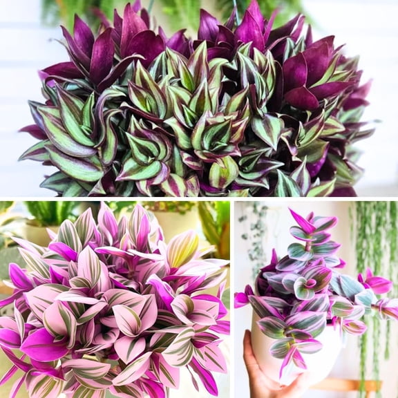 Wandering Jew Plant Live, Mix Tradescantia Zebrina in 2-Inch Pot, Colorful Trailing Indoor Houseplant, Tradescantia Vine