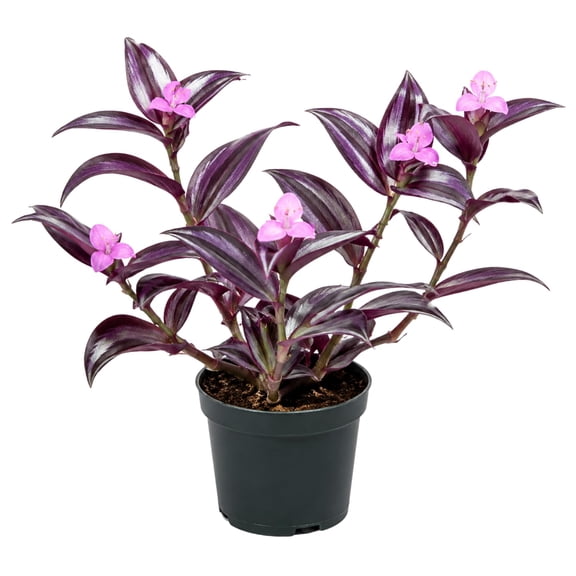 Wandering Jew Plant in 2'' Pot, Tradescantia Plant Live, Tradescantia Trailing Vine, Fast-Growing Indoor Houseplant (Purple Tradescantia Zebrina)