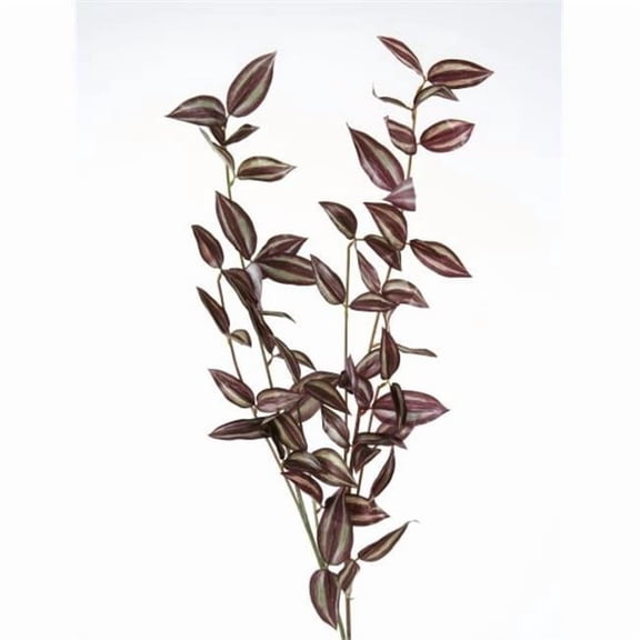 Wandering Jew X 32 for Green & Brown - Pack of 12