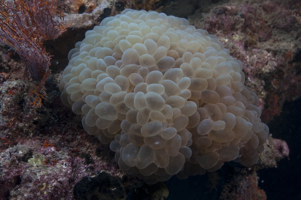 Wandering sea anemone Beqa Lagoon Fiji Canvas Art - Terry MooreStocktrek Images (18 x 12)