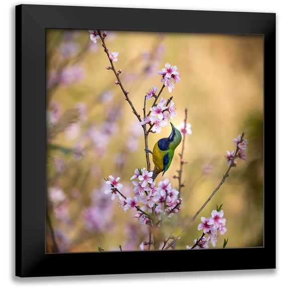 Wang, Jianfeng 12x12 Black Modern Framed Museum Art Print Titled - Bird Whispering To The Peach Flower