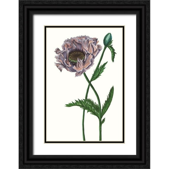 Wang, Melissa 11x14 Black Ornate Wood Framed with Double Matting Museum Art Print Titled - Poppy Flower IV