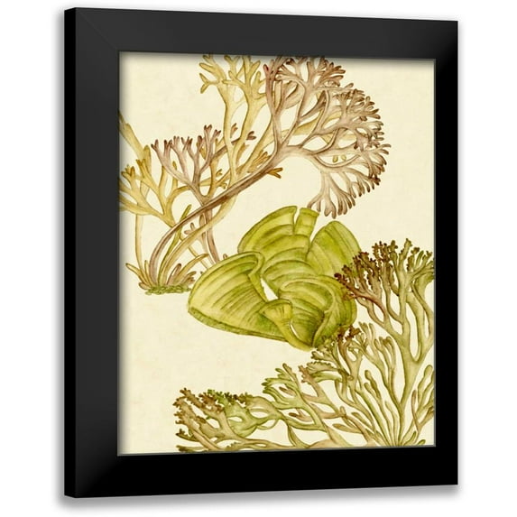 Wang, Melissa 12x14 Black Modern Framed Museum Art Print Titled - Vintage Seaweed Collection II