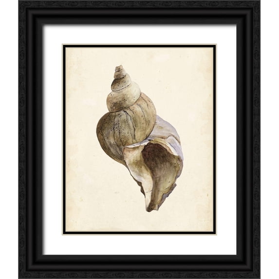 Wang, Melissa 12x14 Black Ornate Wood Framed with Double Matting Museum Art Print Titled - Watercolor Seashell II