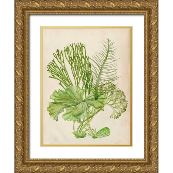 Wang, Melissa 12x14 Gold Ornate Wood Framed with Double Matting Museum Art Print Titled - Vintage Coral Collection I