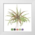 thumbnail image 1 of Wang, Melissa 15x15 White Modern Wood Framed Museum Art Print Titled - Air Plant Study II, 1 of 4