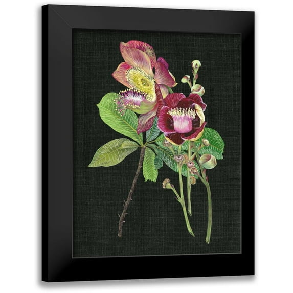 Wang, Melissa 19x24 Black Modern Framed Museum Art Print Titled - Couroupita Guianensis II