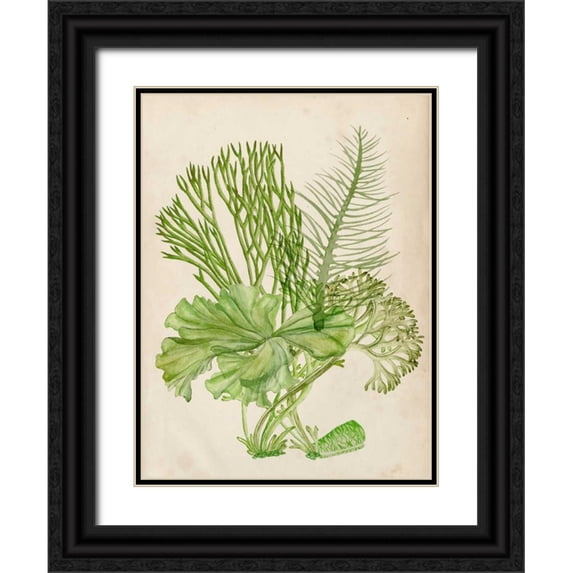 Wang, Melissa 19x24 Black Ornate Wood Framed with Double Matting Museum Art Print Titled - Vintage Coral Collection I