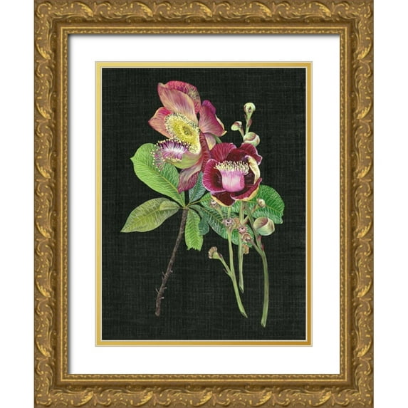 Wang, Melissa 19x24 Gold Ornate Wood Framed with Double Matting Museum Art Print Titled - Couroupita Guianensis II