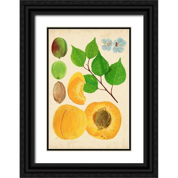 Wang, Melissa 23x32 Black Ornate Wood Framed with Double Matting Museum Art Print Titled - Apricot Study II