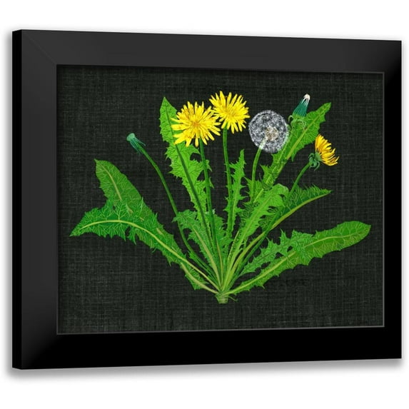 Wang, Melissa 24x20 Black Modern Framed Museum Art Print Titled - Wild Dandelion II