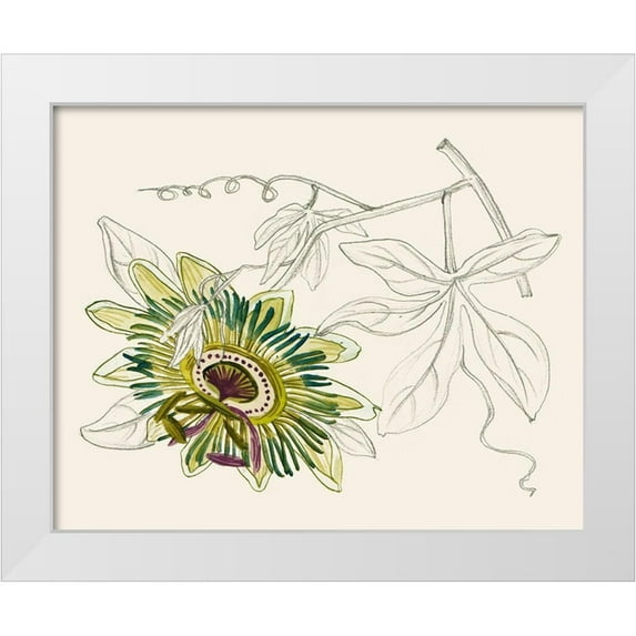 Wang, Melissa 24x20 White Modern Wood Framed Museum Art Print Titled - Passionflower III