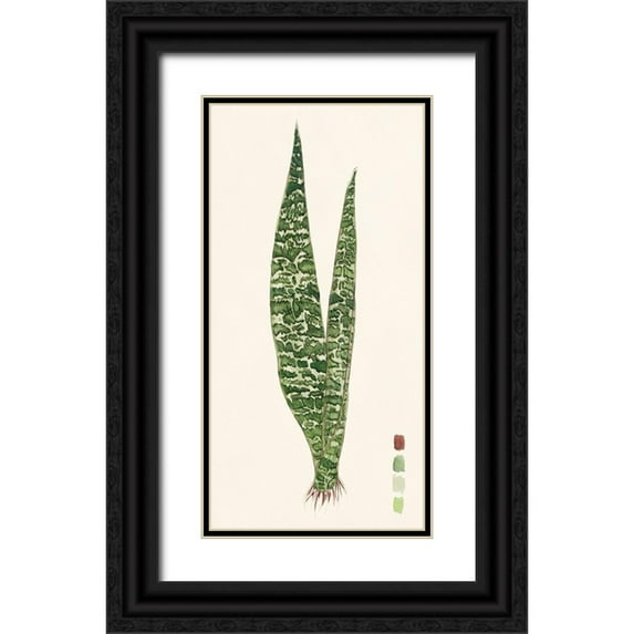 Wang, Melissa 9x14 Black Ornate Wood Framed with Double Matting Museum Art Print Titled - Snake Plants IV