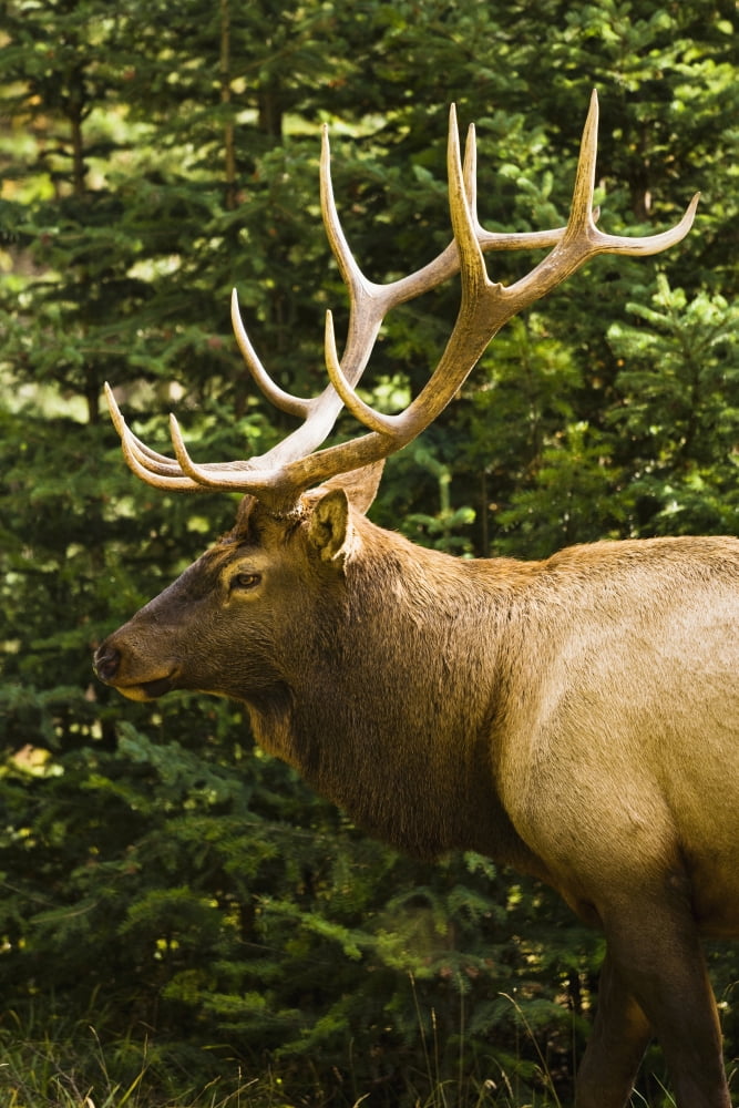 Wapiti Jasper National Park Alberta Canvas Art - Yves Marcoux Design Pics (11 x 17)