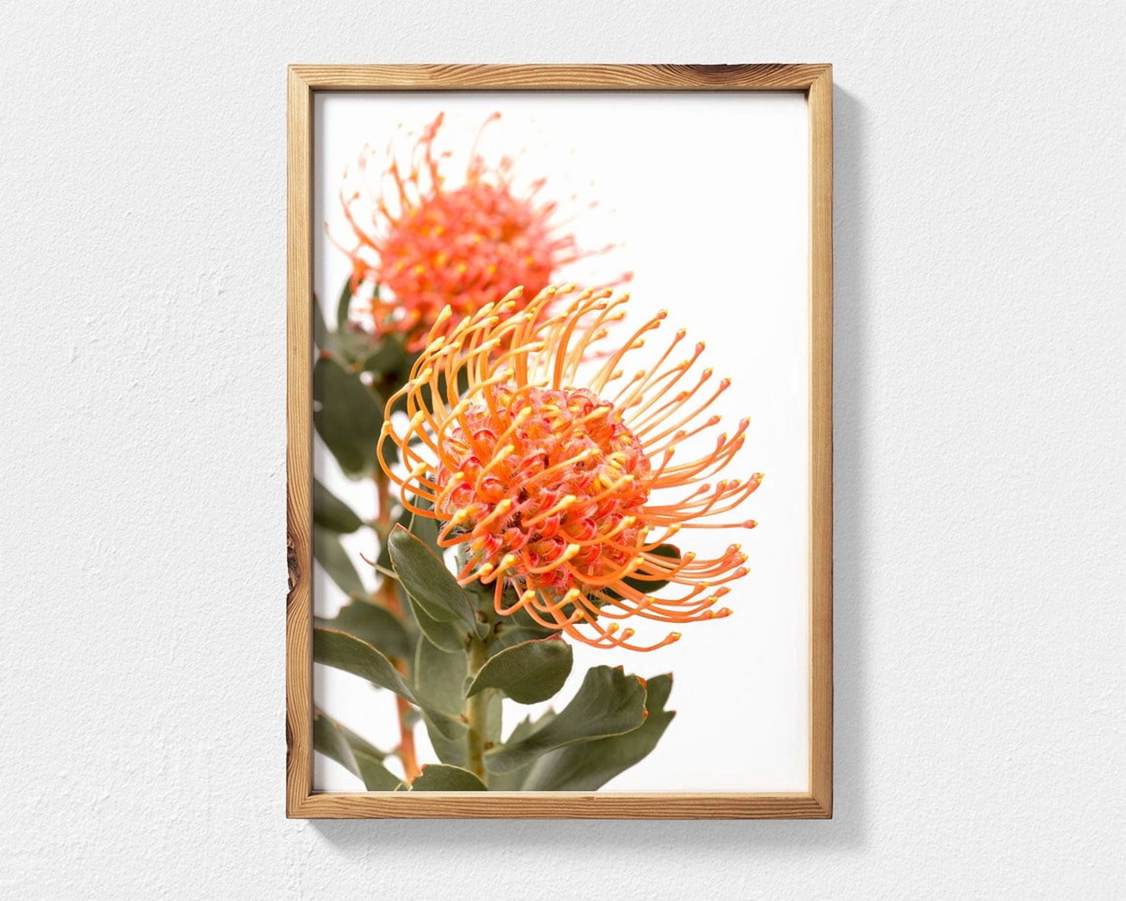 Waratah Poster, Australian Native Flower, Orange Bloom Photograph ...