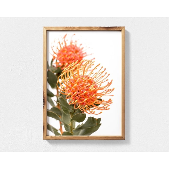 Waratah Print, Australian Native Flower Wall Art, Orange Waratah Bloom Photograph, Australian Native Wall Art, Botanical Print Home Decor #3922, Unframed Canvas Size 12x18