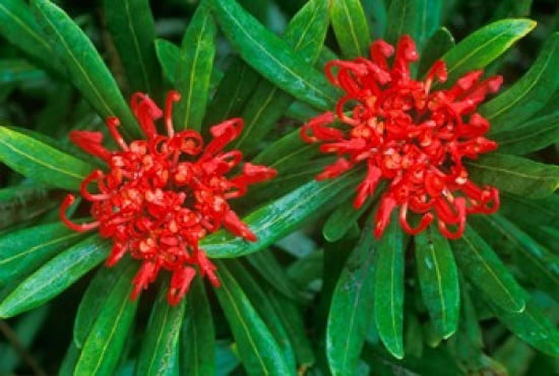 Waratah Walls of Jerusalem National Park Tasmania Australia Canvas Art - Rob Tilley DanitaDelimont (27 x 18)