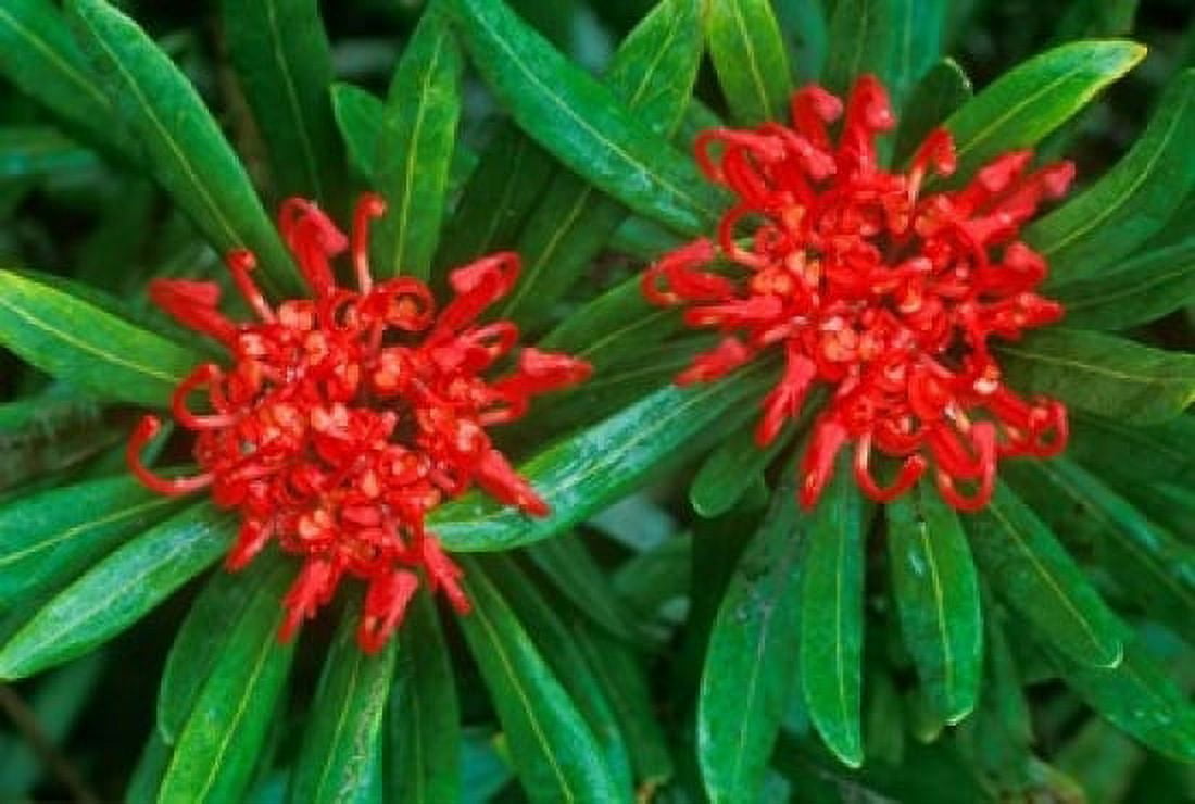 Waratah Walls of Jerusalem National Park Tasmania Australia Canvas Art - Rob Tilley DanitaDelimont (36 x 24)