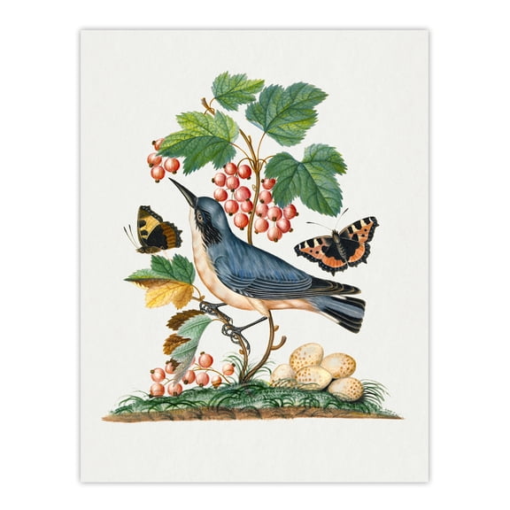 Warbler Bird and Red Admiral Butterfly Bolton Huge Wall Art Poster Print