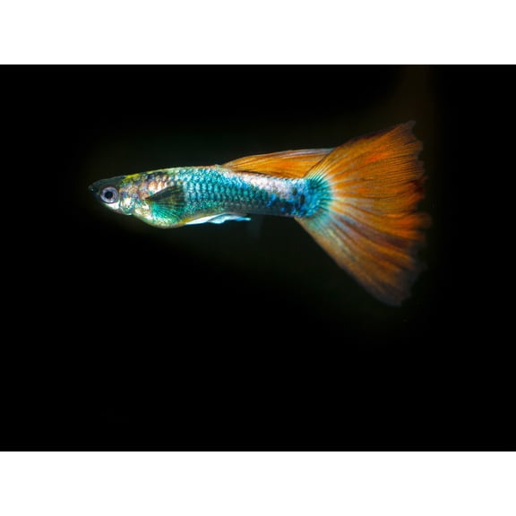 Warby Guppy Fish Sea Ocean Photo Extra Large XL Wall Art Poster Print