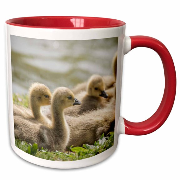 3drose, Warm and Fuzzy Canada Geese Goslings Crowd Together., 11oz Two-tone Red Mug