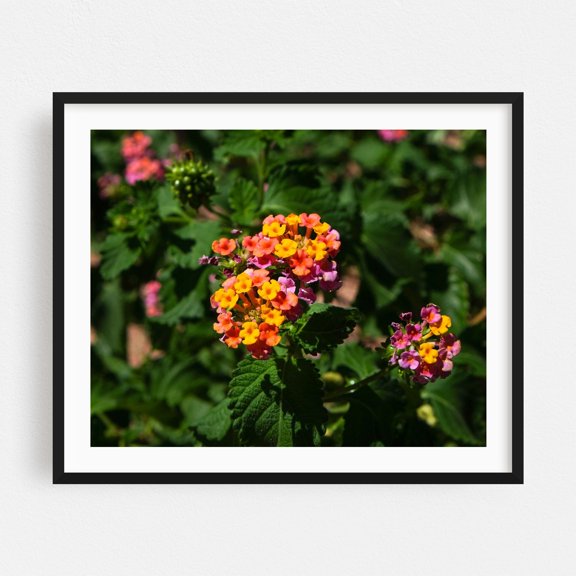 Warm Desert Flowers - Phoenix Arizona Photography Floral Flowers Botanical Garden Nature Tropical Scenic Black Framed Wall Art Print 6 x 8 inches