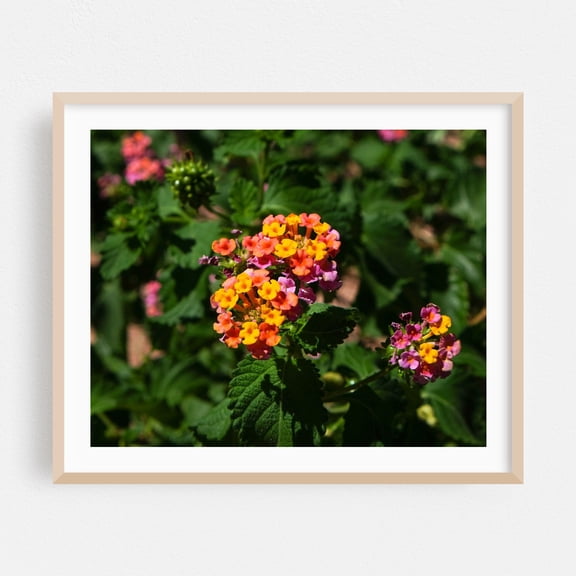 Warm Desert Flowers - Phoenix Arizona Photography Floral Flowers Botanical Garden Nature Tropical Scenic Oak Framed Wall Art Print 9 x 12 inches