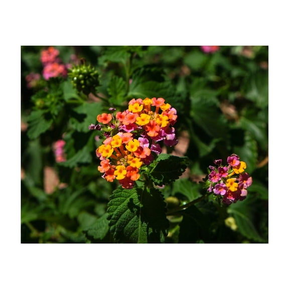 Warm Desert Flowers - Phoenix Arizona Photography Floral Flowers Botanical Garden Nature Tropical Scenic Unframed Wall Art Print 6 x 8 inches